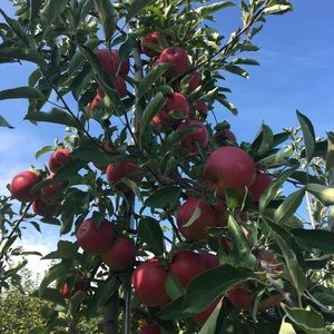 Meet your Posher, Md